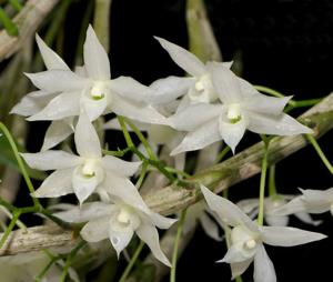 Dendrobium hercoglossum