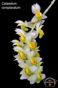 Catasetum complanatum