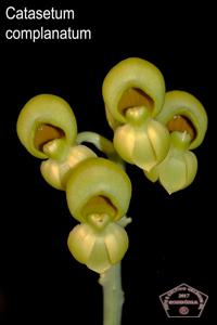 Catasetum complanatum