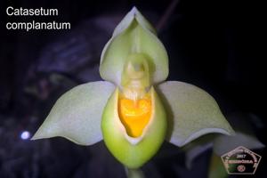 Catasetum complanatum