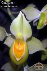 Catasetum complanatum