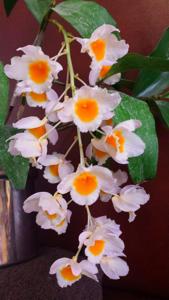 Dendrobium farmeri