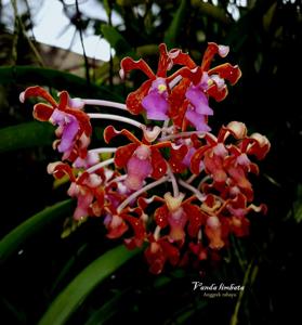 Vanda limbata