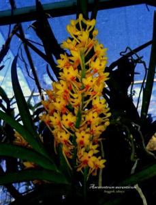 Vanda aurantiaca