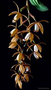 Coelogyne odoardi
