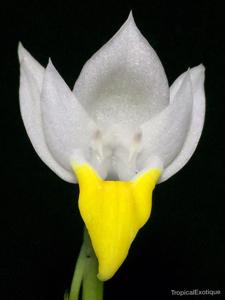 Pecteilis hawkesiana