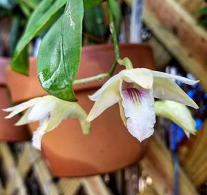 Dendrobium platygastrium