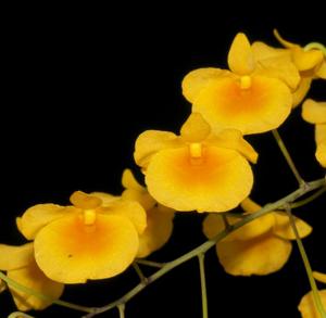 Dendrobium lindleyi