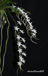 Aerangis mystacidii