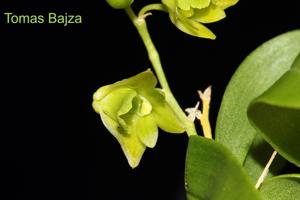 Dendrobium kanburiense