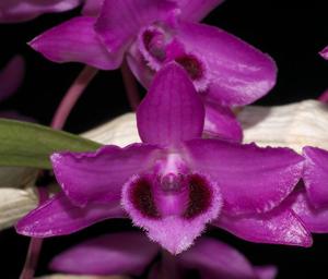Dendrobium parishii