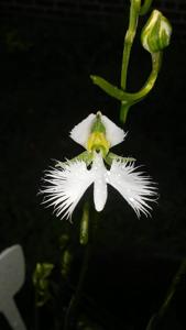 Pecteilis radiata
