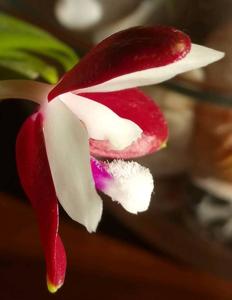 Phalaenopsis tetraspis f. christiana