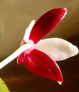 Phalaenopsis tetraspis f. christiana