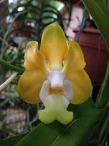 Vanda denisoniana