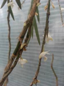 Dendrobium acinaciforme