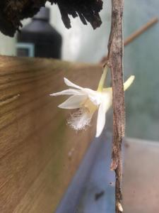 Dendrobium niveobarbatum