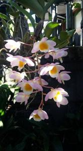 Dendrobium farmeri