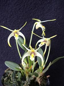 Dendrobium chrysotropis