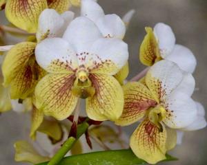 Vanda sanderiana var. albata