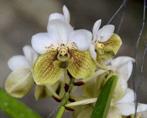 utils/thumbs/species/spc_000041281_000211529.jpg