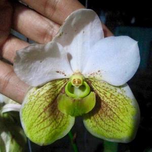 Vanda sanderiana var. albata