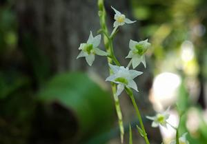 Phymatidium falcifolium