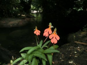Habenaria rhodocheila