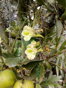 Rodriguezia granadensis
