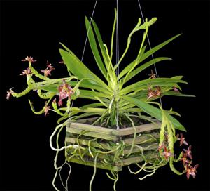 Phalaenopsis cornu-cervi f. chattaladae