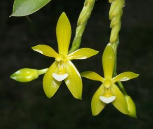 Phalaenopsis cornu-cervi var. flava