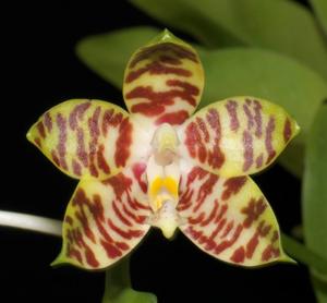 Phalaenopsis amboinensis