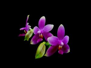 Phalaenopsis violacea