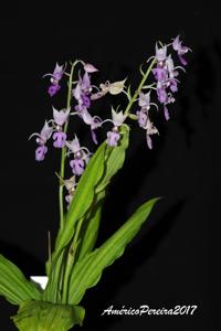 Calanthe puberula