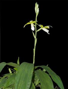 Phaius tankervilleae