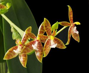 Phalaenopsis cornu-cervi