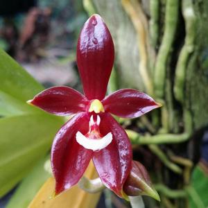 Phalaenopsis cornu-cervi f. chattaladae