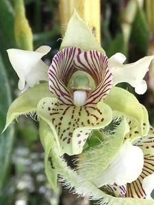 Dendrobium macrophyllum