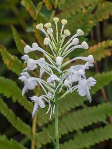 Platanthera blephariglottis var. conspicua