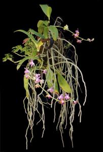 Phalaenopsis marriottiana