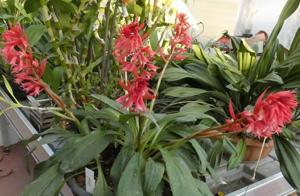 Stenorrhynchos speciosum
