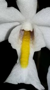 Dendrobium odoratum