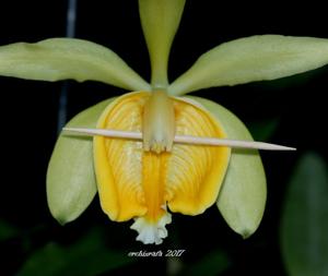Cattleya forbesii