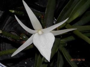 Angraecum didieri