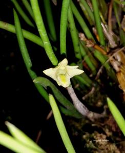 Dendrobium plebeium
