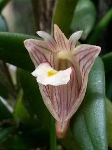 Dendrobium pseudostriatellum