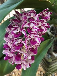 Rhynchostylis gigantea