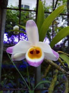 Dendrobium wardianum