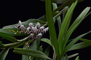 Cleisocentron pallens