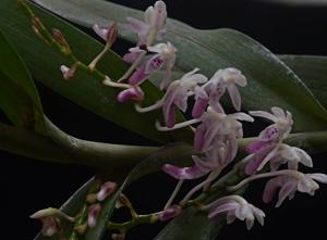 Cleisocentron pallens